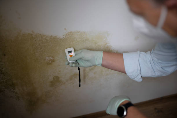 Best White Mold Remediation in Center Point, AL