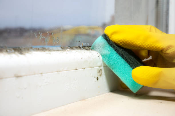 Best DIY Mold Remediation Support Services in Center Point, AL