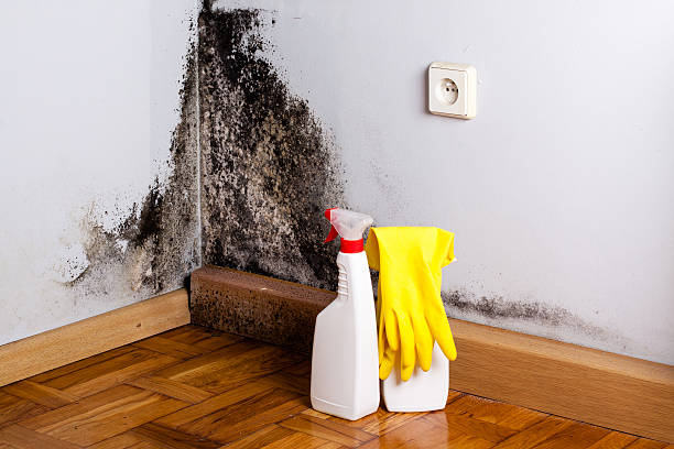 Best Residential Mold Remediation in Center Point, AL