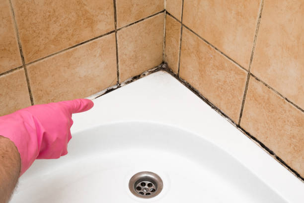 Best Bathroom Mold Remediation in Center Point, AL