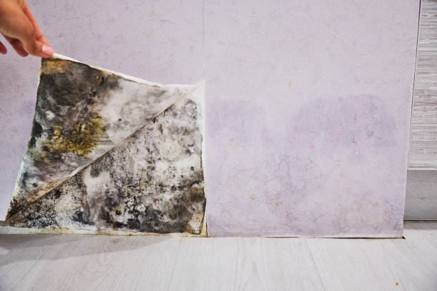 Best Bathroom Mold Remediation in Center Point, AL